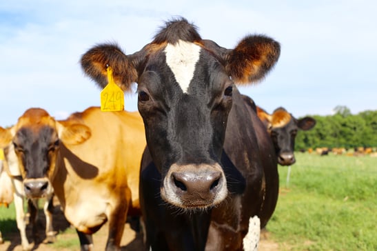 Cindale Farm Cow